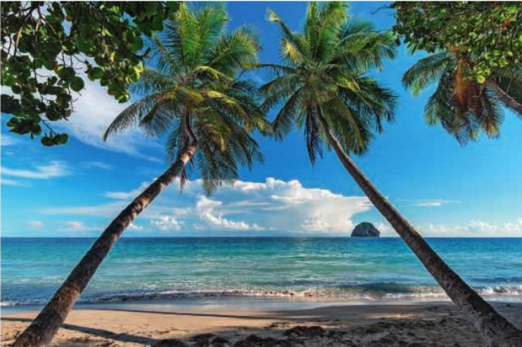 Deux palmiers sur une plage tropicale, avec la mer turquoise et un îlot au loin.